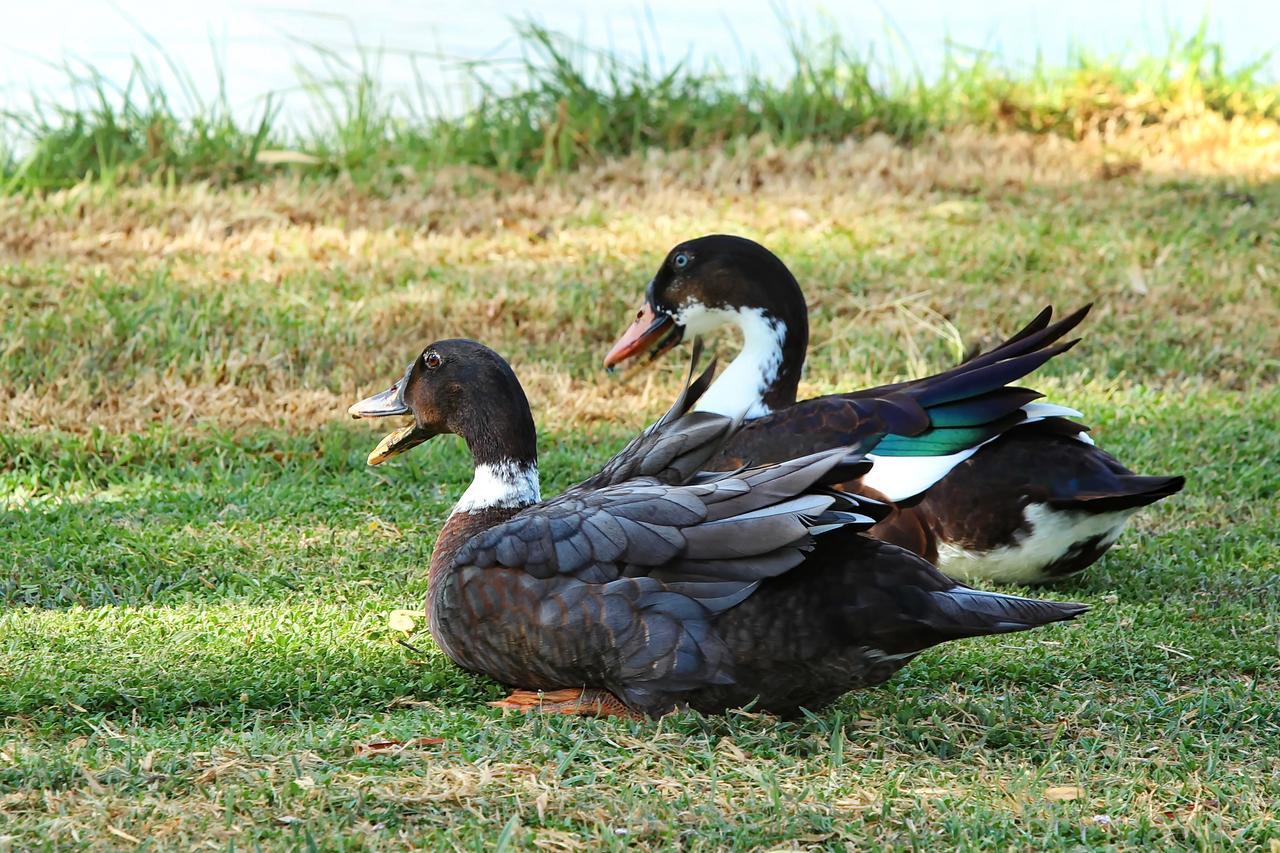 טאמוורת' The Duck Inn Apartments מראה חיצוני תמונה